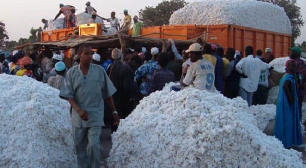 Récolte de coton au Cameroun.